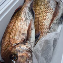 敦賀ディープタイラバ