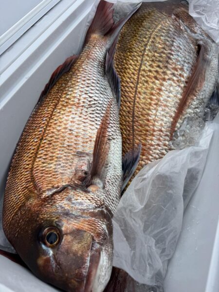 敦賀ディープタイラバ