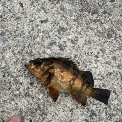 アジを求めて。