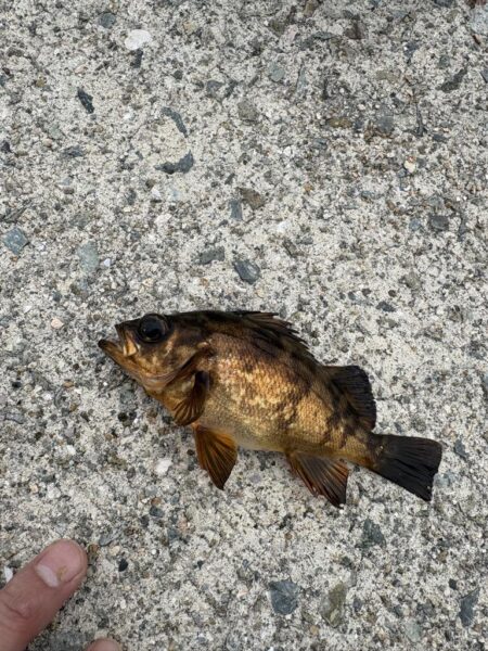 アジを求めて。