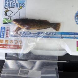 花見カレイ狙い