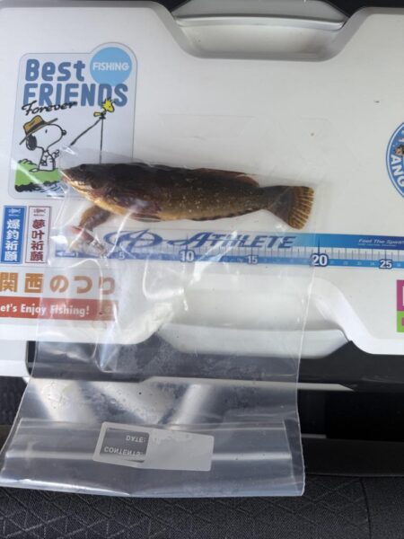 花見カレイ狙い