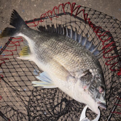 ヘチって来ました