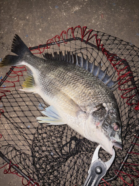 ヘチって来ました