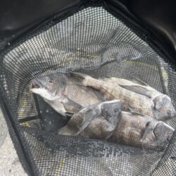 チヌフカセ。乗っ込み真っ只中！