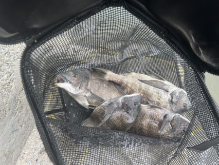 チヌフカセ。乗っ込み真っ只中！