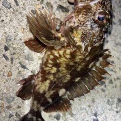 メバル12 ガシラ7