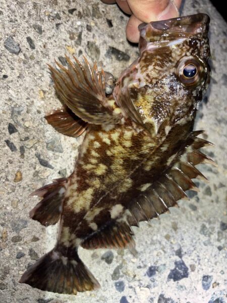 メバル12 ガシラ7