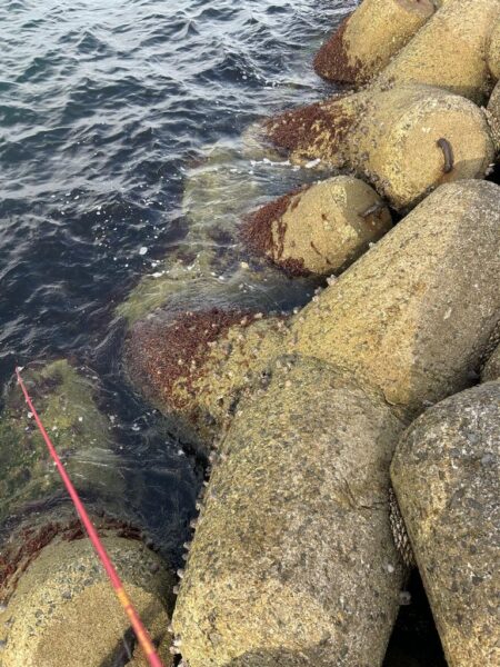 2026.No.8 ライトゲーム