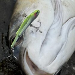 シーバスシーバスチヌトキドキボラ