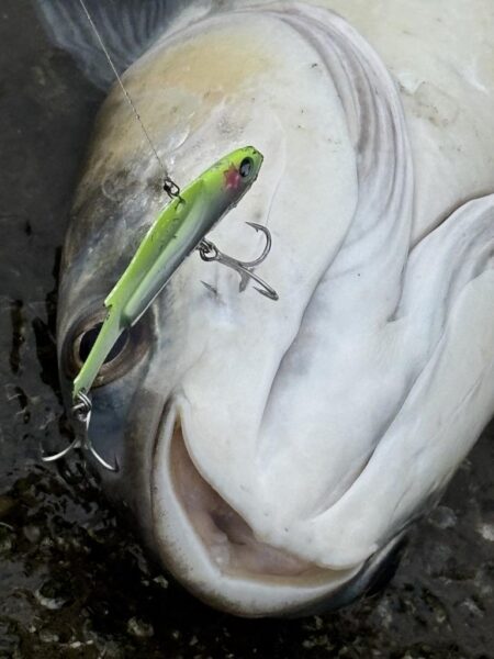 シーバスシーバスチヌトキドキボラ