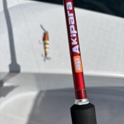 メジロを初めて釣りました！