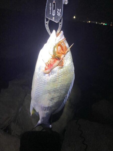 淀川ブリームゲーム