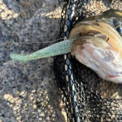 シーバスシーバスシーバスシーバス