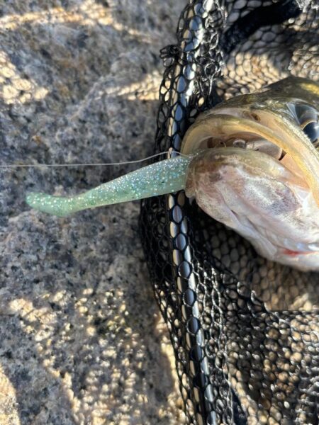 シーバスシーバスシーバスシーバス