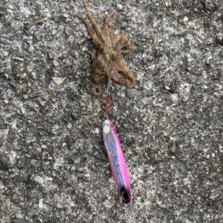 本日も高活性