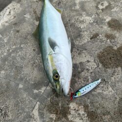 ヒイカ　　コズクラ