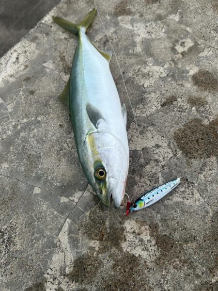 ヒイカ　　コズクラ