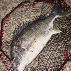 ヘチってきました