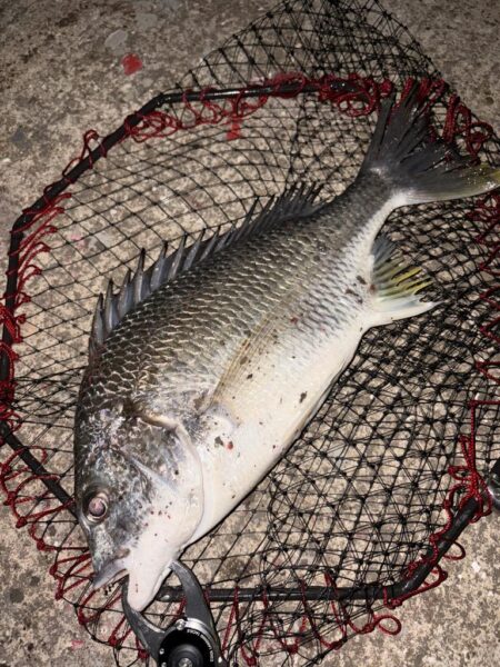 ヘチってきました