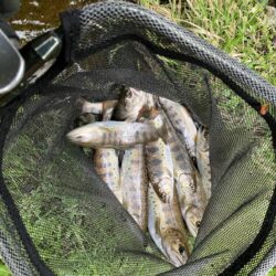 晴天無しでも釣果爆発