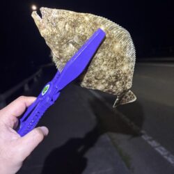 ようやくアジ見つかった