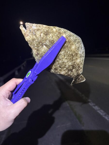 ようやくアジ見つかった