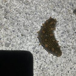 コズクラ　ハゼ