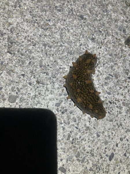 コズクラ　ハゼ