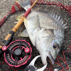 ヘチって来ました