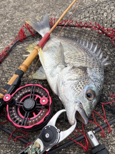 ヘチって来ました