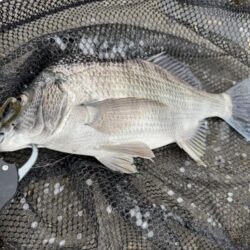 中海チニング釣行