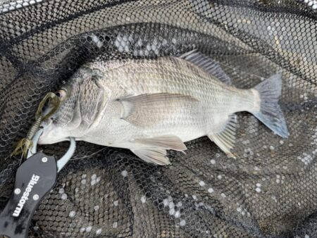 中海チニング釣行