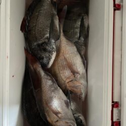 乗っ込みマダイ