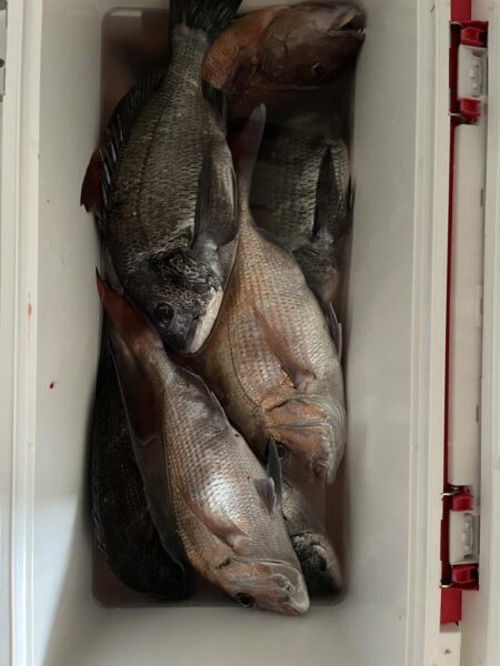 乗っ込みマダイ