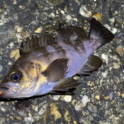二見メバリング｜夕マヅメはライズで高活性！