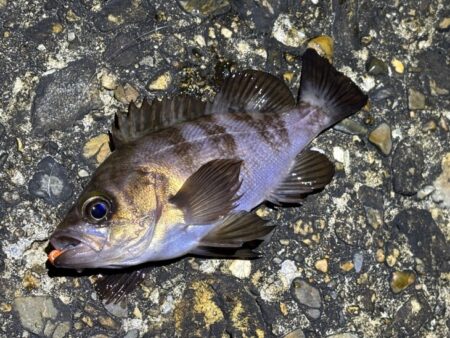 二見メバリング｜夕マヅメはライズで高活性！