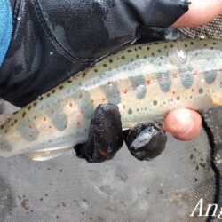 引原川本流、開幕。