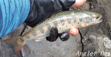 引原川本流、開幕。