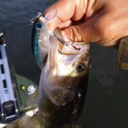 ボートとおかっぱりで1匹ずつ