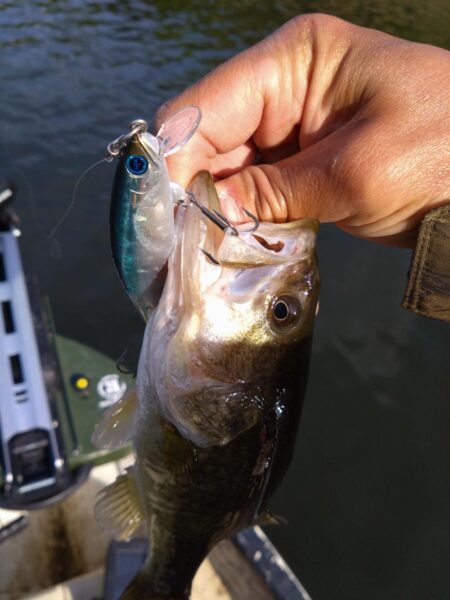 ボートとおかっぱりで1匹ずつ