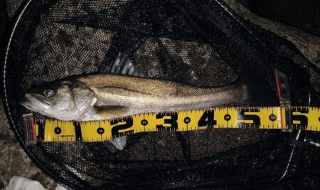 バラシが無ければ⋯