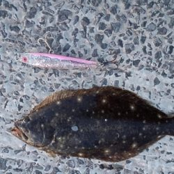 ヒラメ25cm