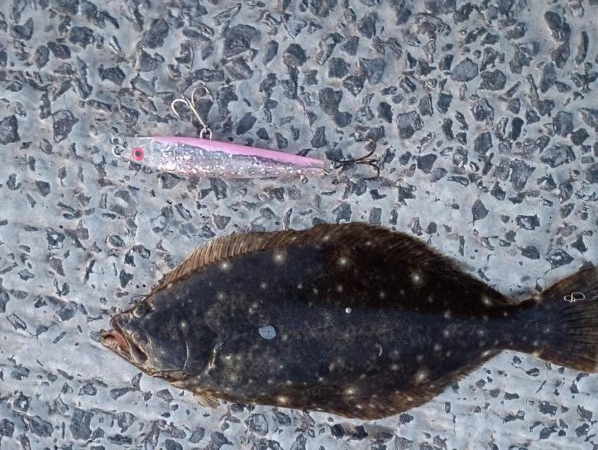 ヒラメ25cm