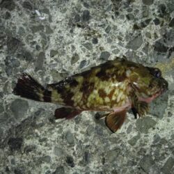 今日は別の魚種を