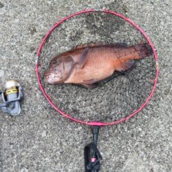 コブダイ釣り