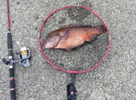 コブダイ釣り