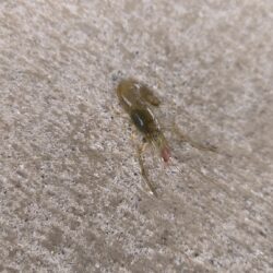 テナガエビの気配