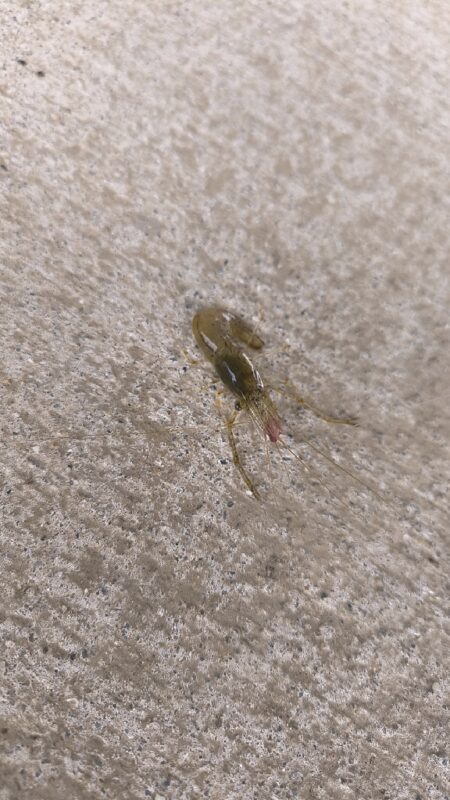 テナガエビの気配