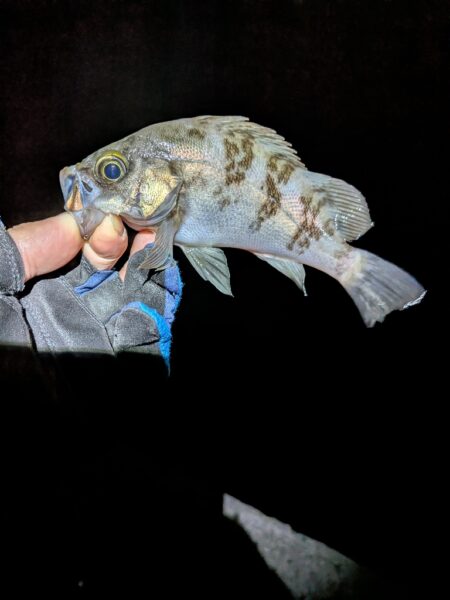 ド干潮